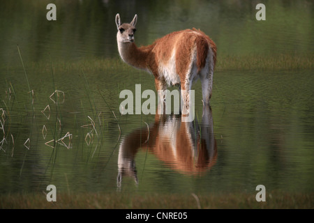 guanaco (Lama guanicoe), stands in water and looks back, Chile, Torres del Paine National Park Stock Photo