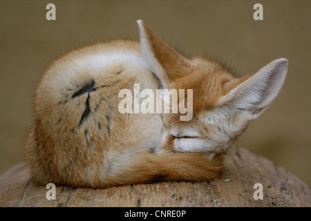 fennec fox (Fennecus zerda, Vulpes zerda), sleeping Stock Photo