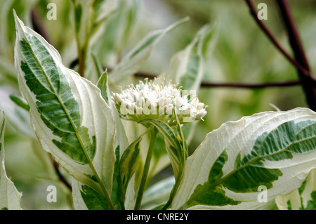 white dogwood, white-fruited dogwood, red-barked dogwood (Cornus alba 'Elegantissima', Cornus alba Elegantissima), blooming, with variegated leaves Stock Photo