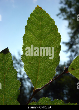 Roble, Roble Beech (Nothofagus obliqua), leaf in backlight Stock Photo