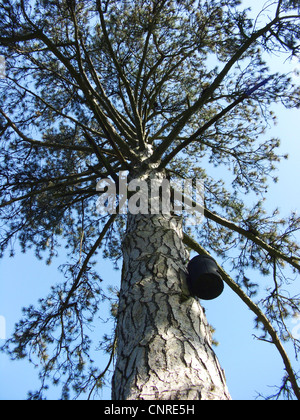 European black pine, Austrian pine, Black Pine, Corsican Pine (Pinus nigra var. maritima), stem and tree top with nest box Stock Photo