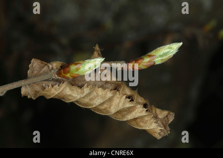 common hornbeam, European hornbeam (Carpinus betulus), leaf shooting with last year's leaf, Germany, Bavaria Stock Photo