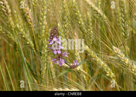 marsh betony, marsh woundwort, swamp hedge-nettle, marsh hedge-nettle (Stachys palustris), in a barley field, Germany, Bavaria Stock Photo