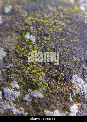 Candelariella (Candelariella aurella), growing on an old wall, Germany, North Rhine-Westphalia Stock Photo