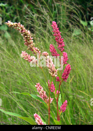 Dock-leaf smartweed (Persicaria lapathifolia ssp. lapathifolia, Polygonum lapathifolium ssp. lapathifolium), inflorescences with different colours, Germany, Saxony-Anhalt Stock Photo