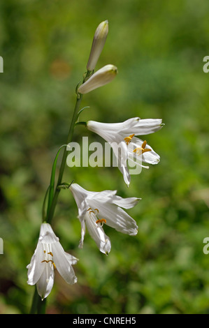 St. Bruno's Lily (Paradisea liliastrum, Paradisia liliastrum), inflorescence, Switzerland, Graubuenden, Puschlav Stock Photo