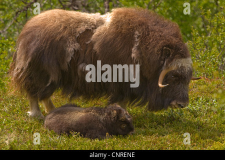 Muskox (Ovibos moschatus), Dovrefjell-Sunndalsfjella National Park ...