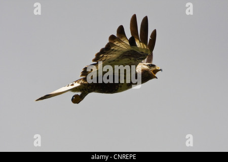 rough-legged buzzard (Buteo lagopus), class while flying, Sweden Stock Photo