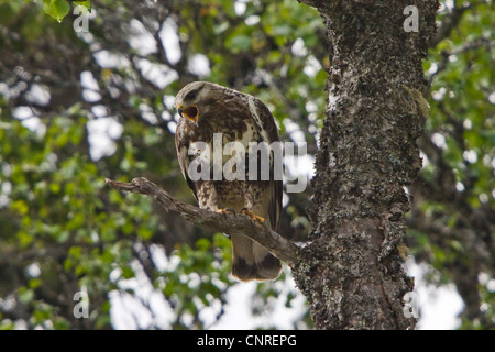 rough-legged buzzard (Buteo lagopus), calling on a tree covered with lichen, Sweden Stock Photo