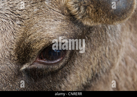 elk, European moose (Alces alces alces), jung bull, eye, Norway Stock Photo