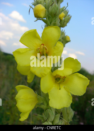 clasping-leaf mullein (Verbascum phlomoides), flowers, Germany, North Rhine-Westphalia Stock Photo