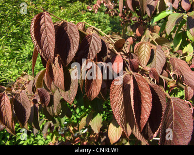 doublefile viburnum (Viburnum plicatum), with autumn leaves Stock Photo