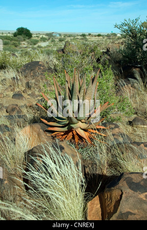 Aloe littoralis (Aloe littoralis), in the semi desert, Namibia, Keetmanshoop Stock Photo