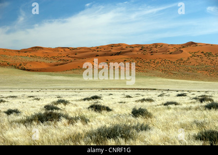 red dunes in the desert, Namibia, D707 Stock Photo