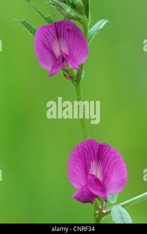 Narrow-Leaved Vetch (Vicia angustifolia subsp. angustifolia), flower, Germany, Schleswig-Holstein Stock Photo