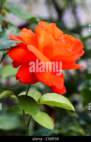 ornamental rose (Rosa spec.), flower Stock Photo