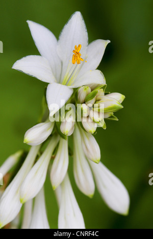 plantain lily (Hosta siboldii), inflorescence Stock Photo
