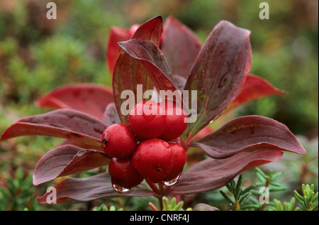 Bunchberry, Dwarf Cornel, Dwarf dogwood (Cornus canadensis), fruiting, USA, Alaska, Kenai Stock Photo