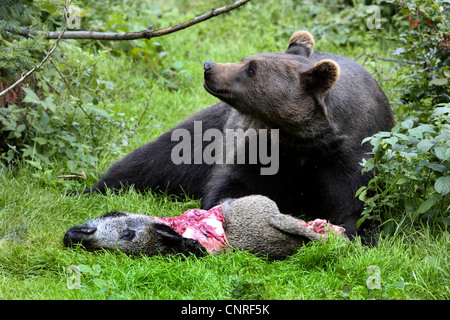 brown bear (Ursus arctos), individual with caught wild sow Stock Photo