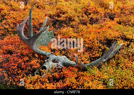 Alaska moose, Tundra moose, Yukon moose (Alces alces gigas), antler of a moose lys in the tundra, USA, Alaska Stock Photo