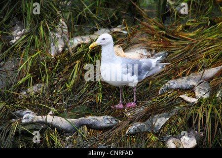 glaucous-winged gull (Larus glaucescens), feeding on salman, USA, Alaska Stock Photo
