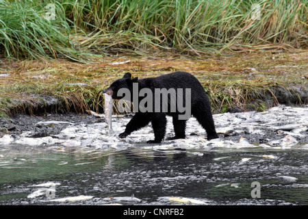 American black bear (Ursus americanus), at river shore with dead salmons, USA, Alaska Stock Photo