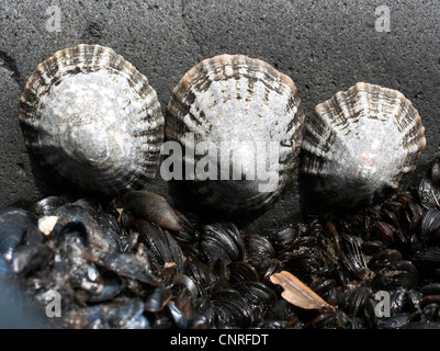 limpets, true limpets (Patellidae), three individuals at a rock, Netherlands, North Sea Stock Photo