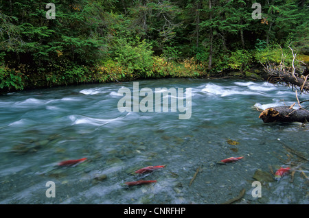 sockeye salmon, sockeye, kokanee, blue back (Oncorhynchus nerka), on fish migration in a river, USA, Alaska, Kenai Stock Photo
