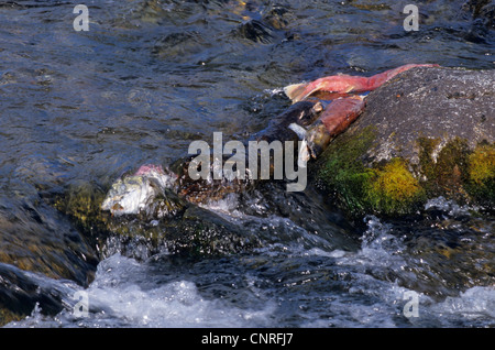 sockeye salmon, sockeye, kokanee, blue back (Oncorhynchus nerka), fish migration at a rapid, USA, Alaska, Kenai Stock Photo