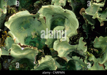 Arctic Kidney Lichen (Nephroma arcticum), habit, USA, Alaska, Denali Nationalpark Stock Photo