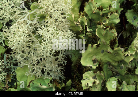 star-tipped reindeer lichen, Star Reindeer Lichen (Cladonia stellaris), with Arctic Kidney Lichen, Nephroma arcticum, USA, Alaska, Denali Nationalpark Stock Photo