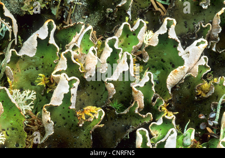 Freckle Pelt Lichen, Felt Lichen (Peltigera aphthosa), habit, USA, Alaska, Denali Nationalpark Stock Photo