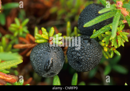 black crowberry (Empetrum nigrum), berries with water drops, USA, Alaska, Denali Nationalpark Stock Photo