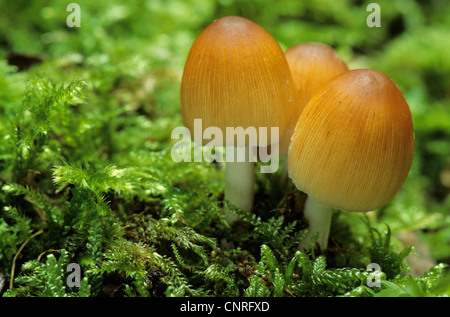 glistening inkcap (Coprinus micaceus), in moss, Germany, Schleswig-Holstein