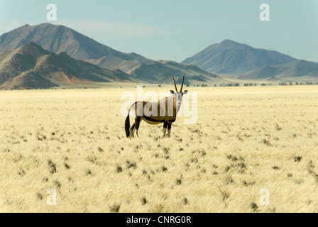 gemsbock, beisa (Oryx gazella), in savannah in front of the tiras Mountains, Namibia, Tirasberge Stock Photo