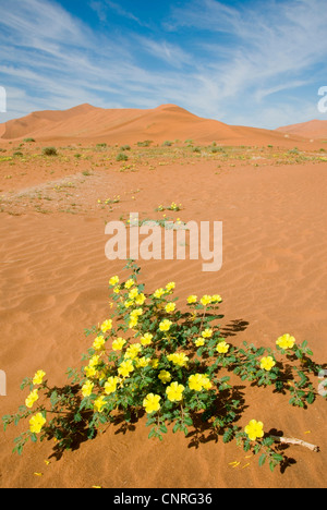 devil's thorn (Tribulus zeyheri), Namib desert, yellow flowers in the dunes of Sossusvlei, Namibia Stock Photo