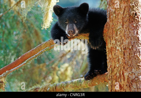 American black bear (Ursus americanus), pup on tree, USA, Alaska Stock Photo