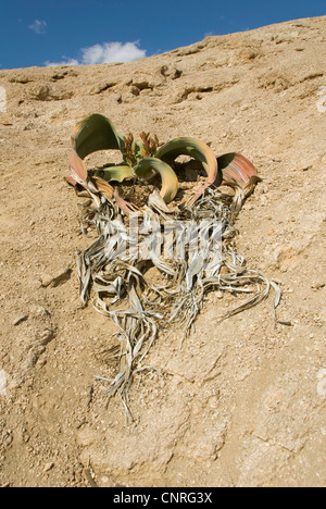 tree tumbo, tumboa, welwitschia (Welwitschia mirabilis), growing on a slope along the Welwitschia Drive , Namibia, Swakopmund Stock Photo