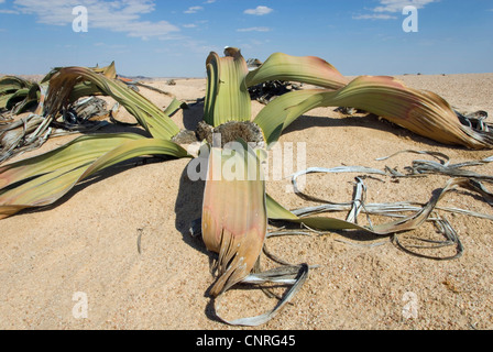 tree tumbo, tumboa, welwitschia (Welwitschia mirabilis), at the Welwitschia Drive , Namibia, Swakopmund Stock Photo