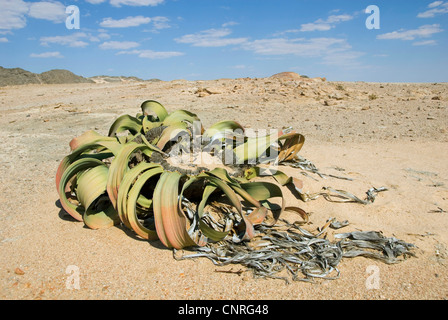 tree tumbo, tumboa, welwitschia (Welwitschia mirabilis), at the Welwitschia Drive , Namibia, Swakopmund Stock Photo