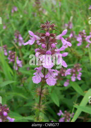 marsh betony, marsh woundwort, swamp hedge-nettle, marsh hedge-nettle (Stachys palustris), inflorescence, Germany, Saxony-Anhalt Stock Photo