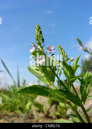 water speedwell, blue water-speedwell, brook-pimpernell (Veronica anagallis-aquatica), blooming, Germany, Saxony-Anhalt Stock Photo