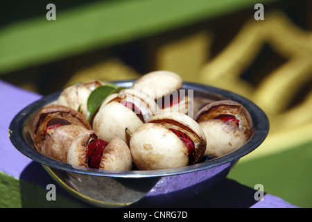 nutmeg, mace (Myristica fragrans), fresh fruits of nutmeg, Grenada Stock Photo