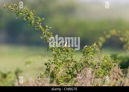 grasshopper warbler (Locustella naevia), singing, Germany, Rhineland-Palatinate Stock Photo