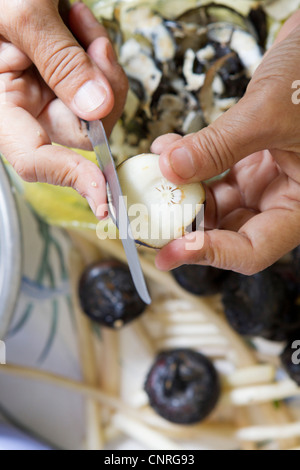 Man cutting water chestnut, cropped Stock Photo