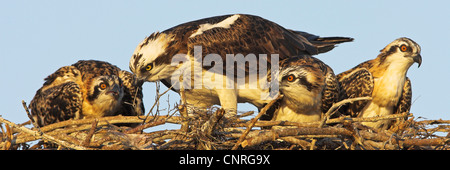 osprey, fish hawk (Pandion haliaetus), one adult with the chicks in the nest, USA, Florida, Everglades National Park Stock Photo