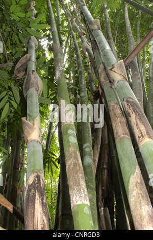 giant bamboo (Dendrocalamus giganteus, Bambusa gigantea), culms, ca. 20 m high, Thailand, Khao Lak National Park Stock Photo