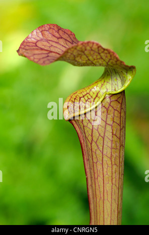 Sweet Pitcher Plant (Sarracenia rubra), trap Stock Photo