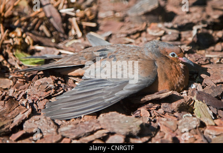 Socorro Dove (zenaida graysoni) sunbathing Stock Photo