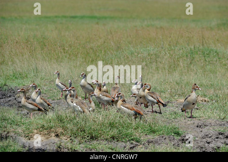 Egyptian goose - Nil goose (Alopochen aegyptiacus - Alopochen aegyptiaca) flock on the ground near a pond at Masai Mara Stock Photo